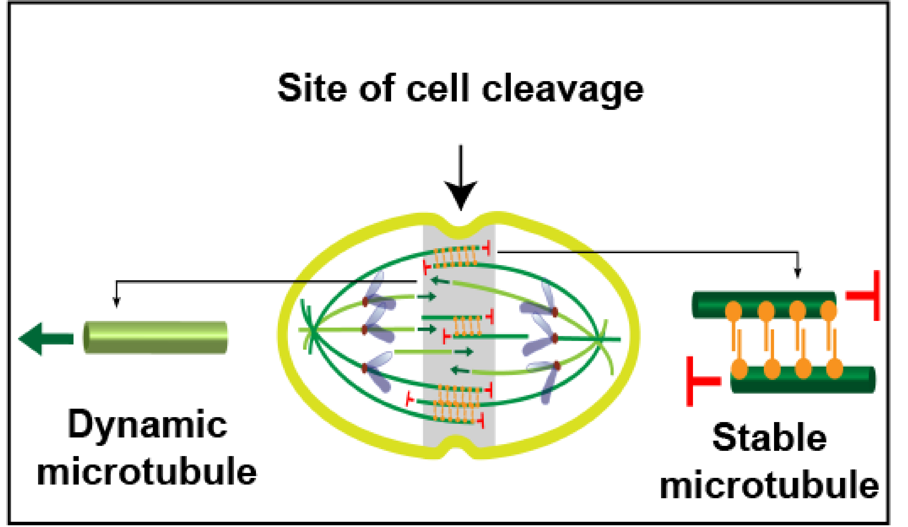 The Subramanian lab reconstructs a microtubule network in the mitotic ... Biology Diagrams